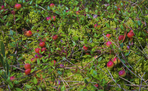 26_Gurakalnės pelkės pažintinis takas (6).jpg